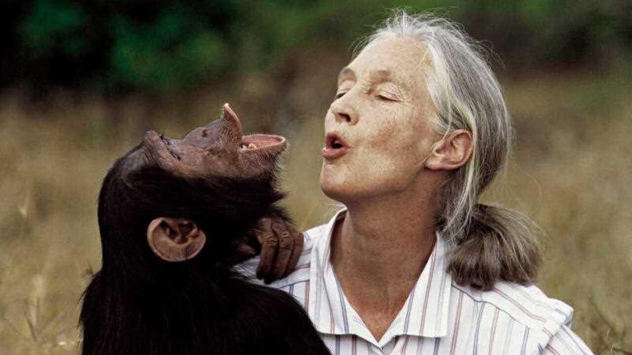 英國靈長類學家珍古德(Jane Goodall)被譽為「黑猩猩之母」。