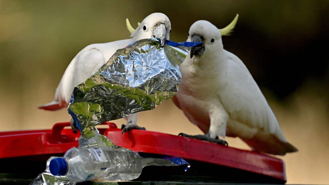 TOPSHOT-AUSTRALIA-WILDLIFE-COCKATOOS