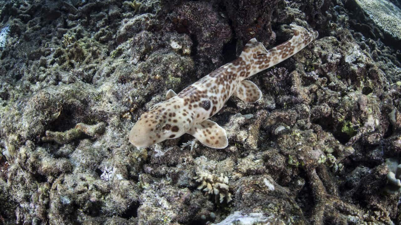 An endemic epaulette shark swims across the seafloor of Raja Ampat.