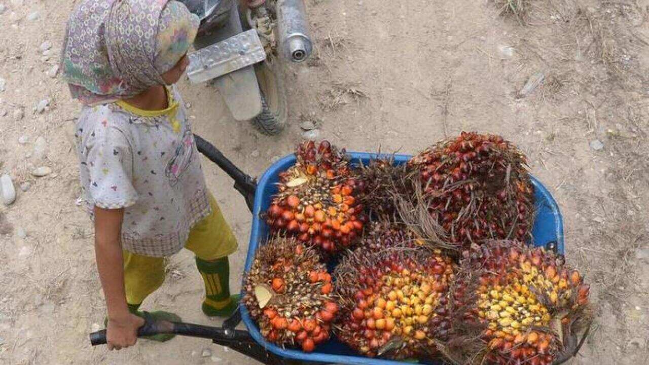 The Indonesian Government has promised to end child labour by 2022/ A girl pushes a cart while working at a palm oil plantation area in Riau.
