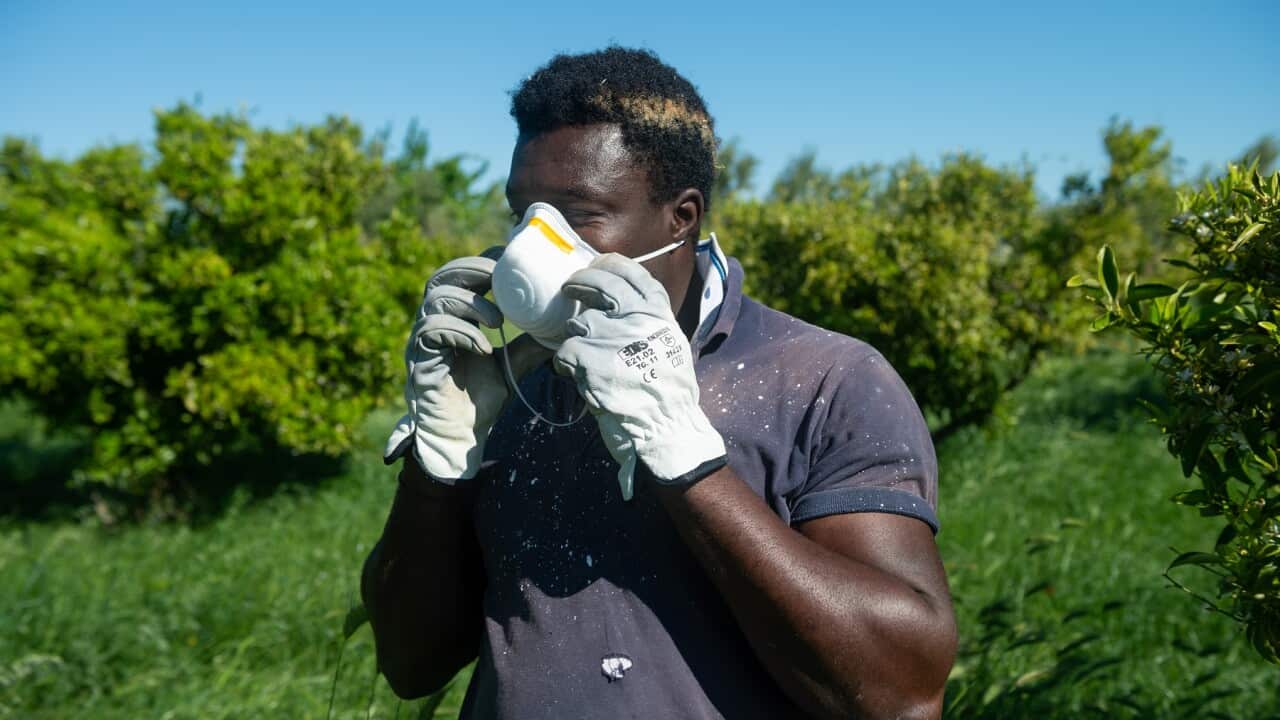 A migrant working in the Italian countryside
