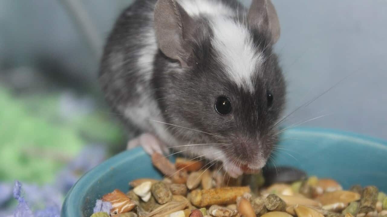 A rat eating nuts in a bowl