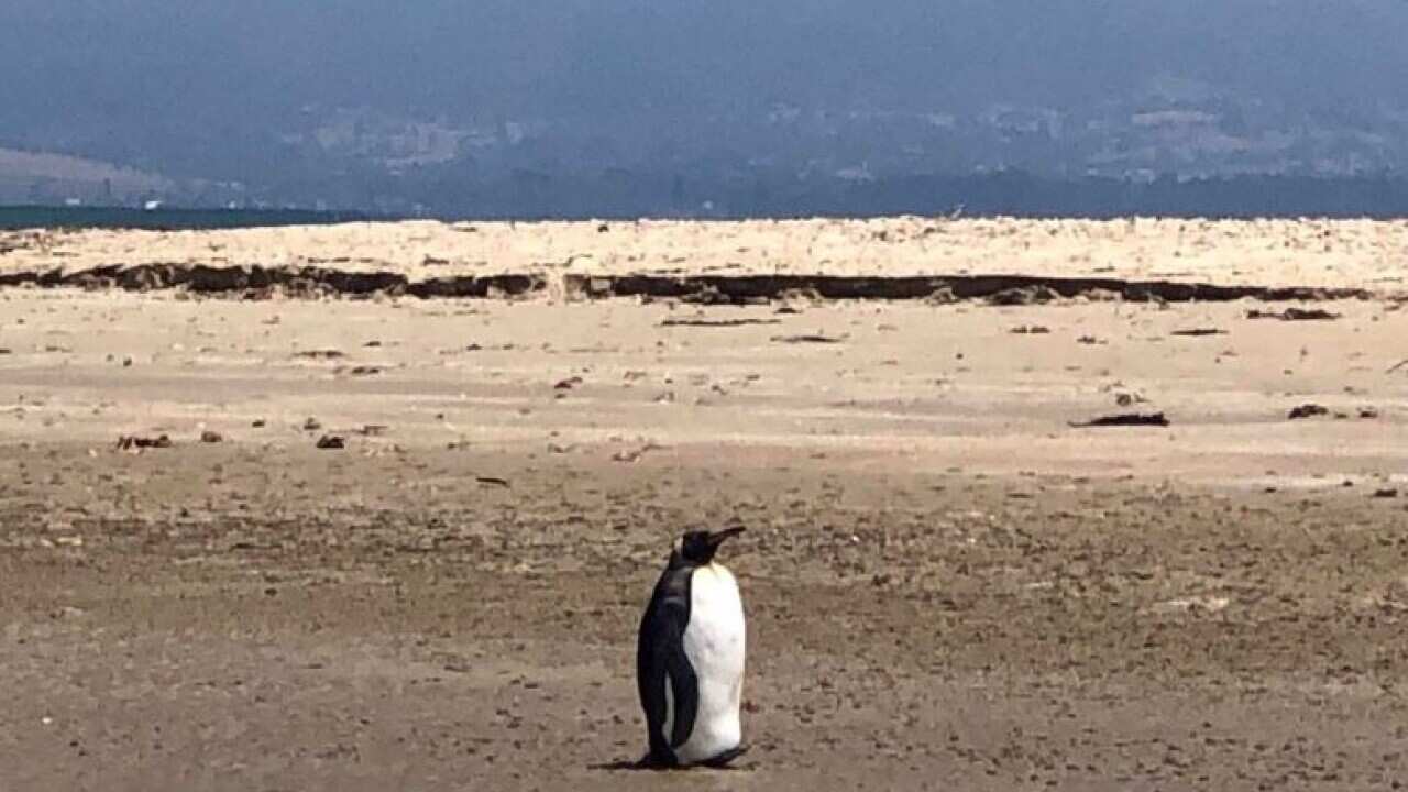 A king penguin spotted near Lewisham, Southern Tasmania.