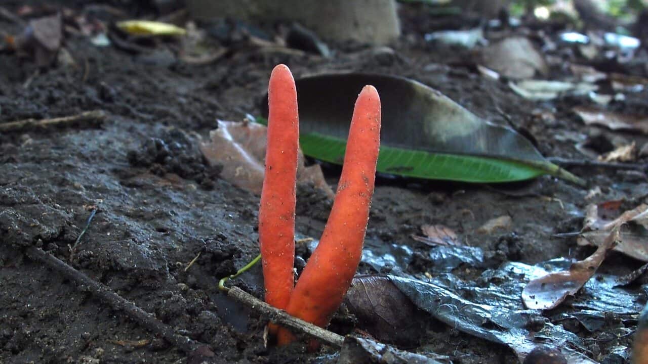 People are warned not to touch the poison fire coral which has been detected growing in Australia for the first time.