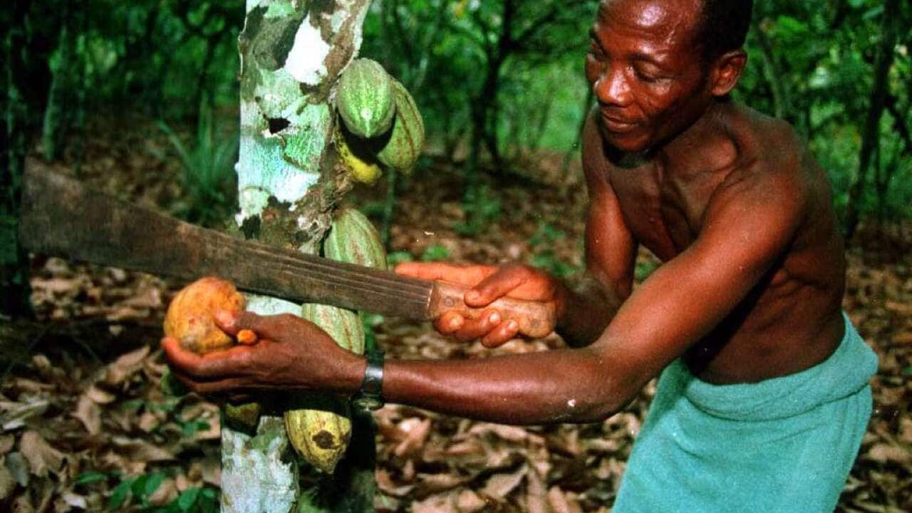 Gambi Gbanble harvests a pod of cocoa beans from his plantation near the village of Baba, in the southern rainforests of Ivory Coast, May 30, 1998. (AP)