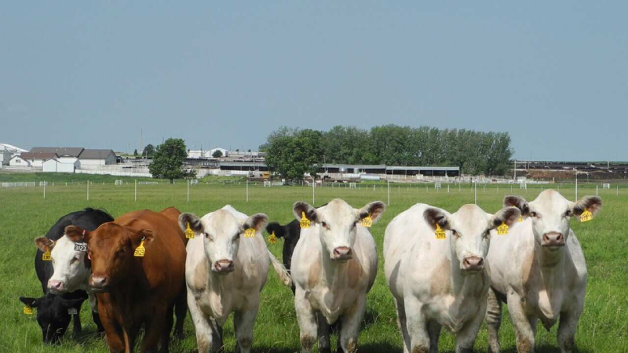 Four white heifers produced using cloning technology