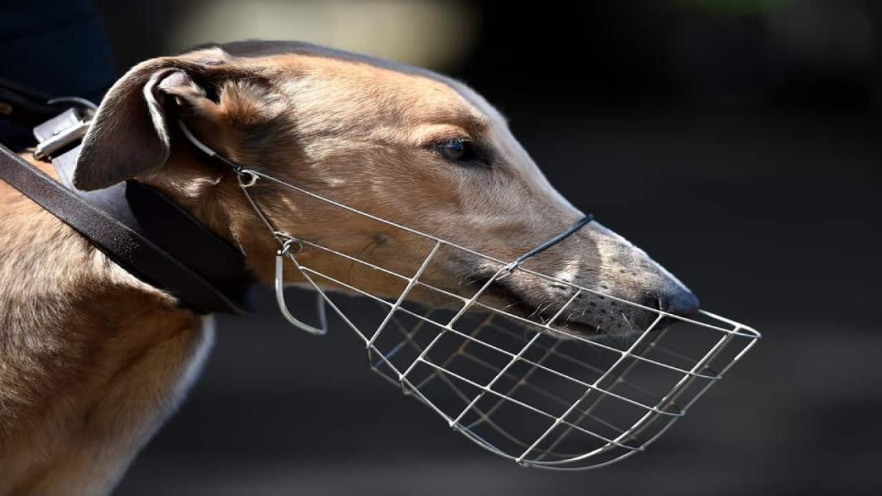 Jett the greyhound is seen at Wentworth Park race track
