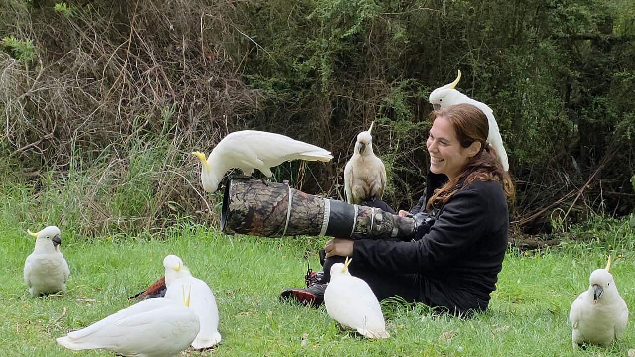 דפנה בן נון עם העדשה המיוחדת לצילום בעלי חיים מרחוק, מוקפת בתוכי קקדו