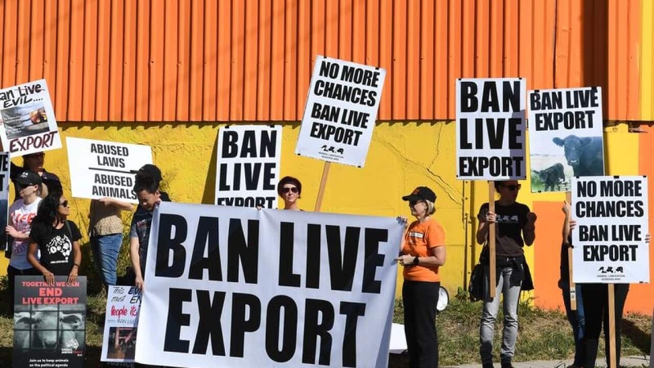 Live animal export protestors near a shipping dock in Brisbane.