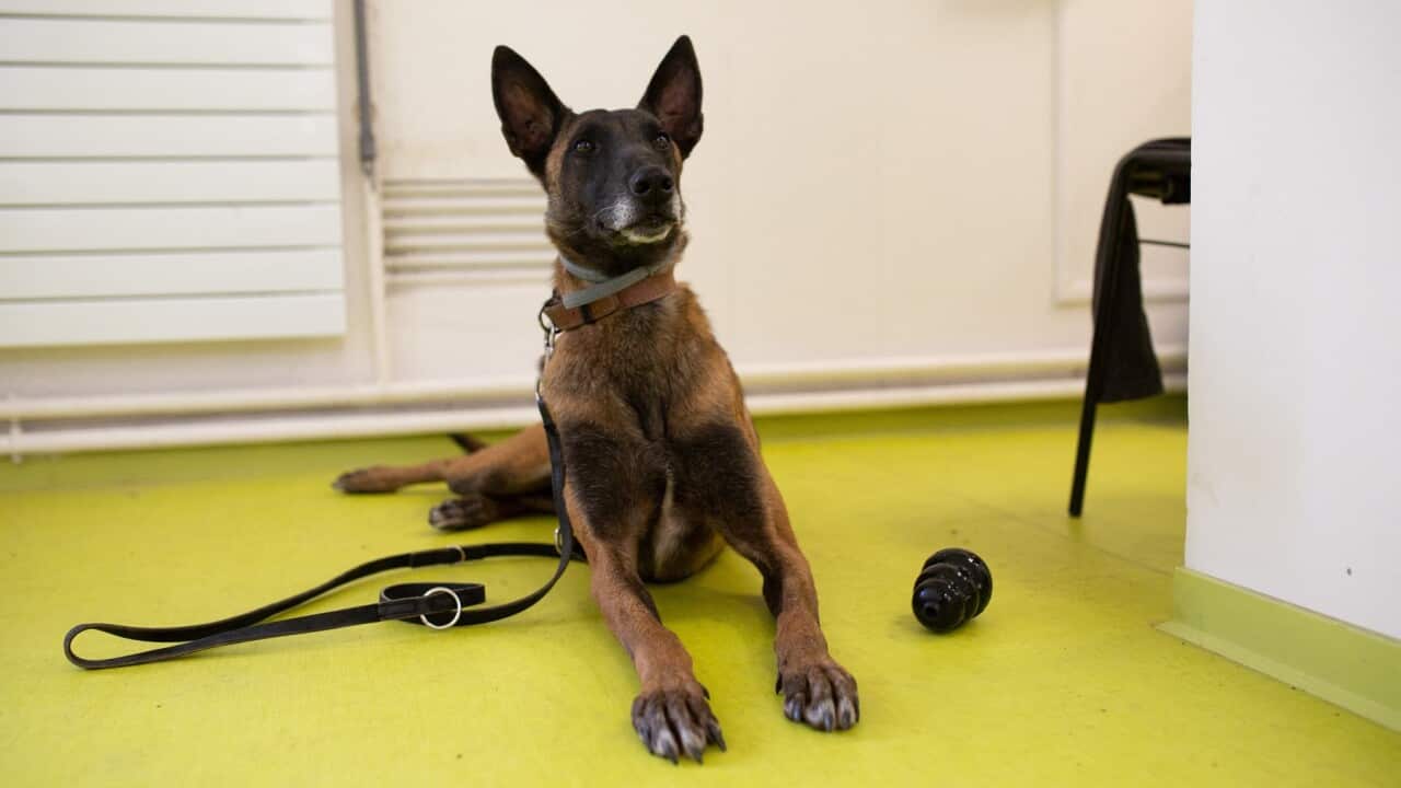 Police and firefighter dog handlers wearing protective face masks and gloves trains dogs to detect person infected by the Coronavirus Covid-19.