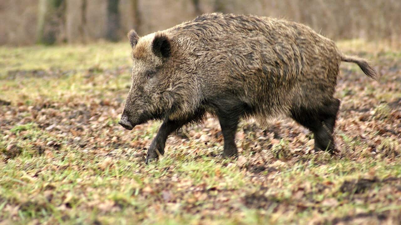 Wild boar