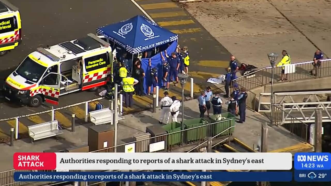 SYDNEY SHARK ATTACK