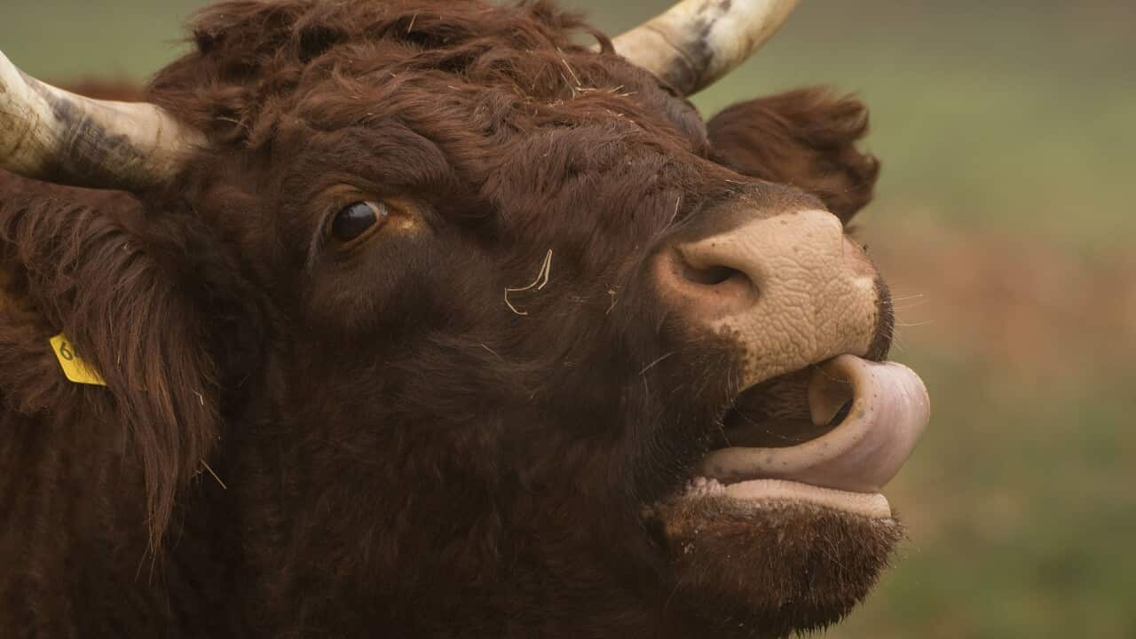 According to Feng shui master James Zheng, 2021 Year of the Ox is not particularly good for the financial servics sector.