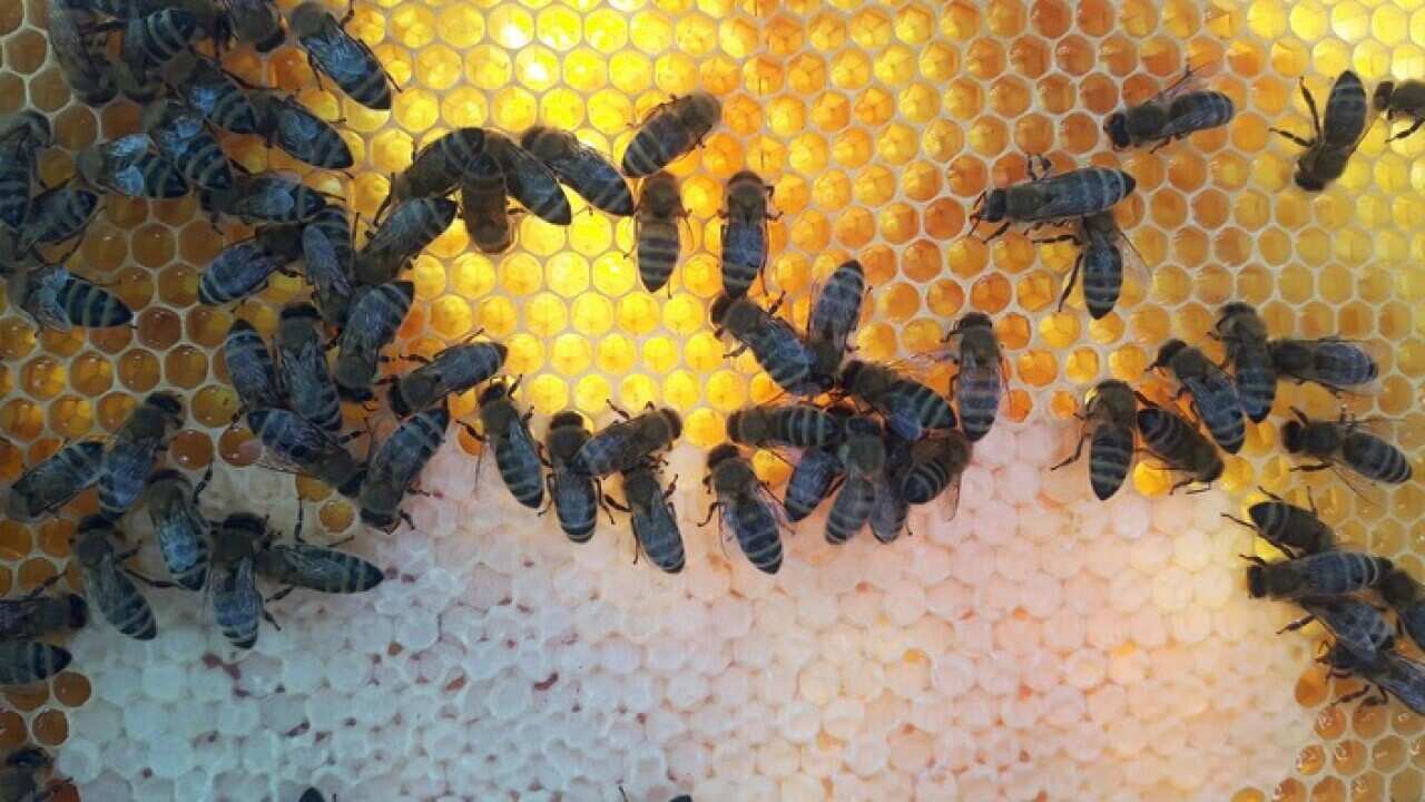 Bees from Wasiak's apiary in Krobia, Poland