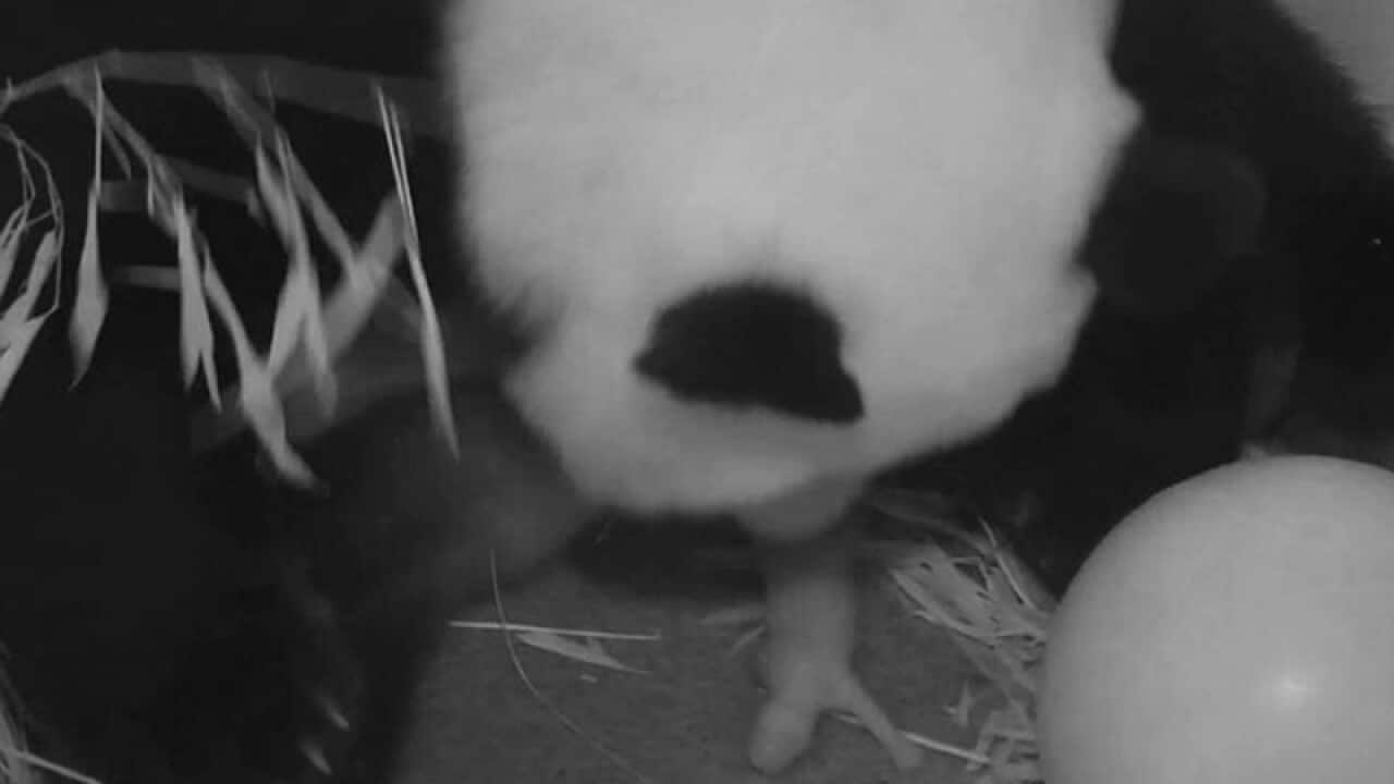 Giant panda Mei Xiang gives birth to a cub at the US National Zoo
