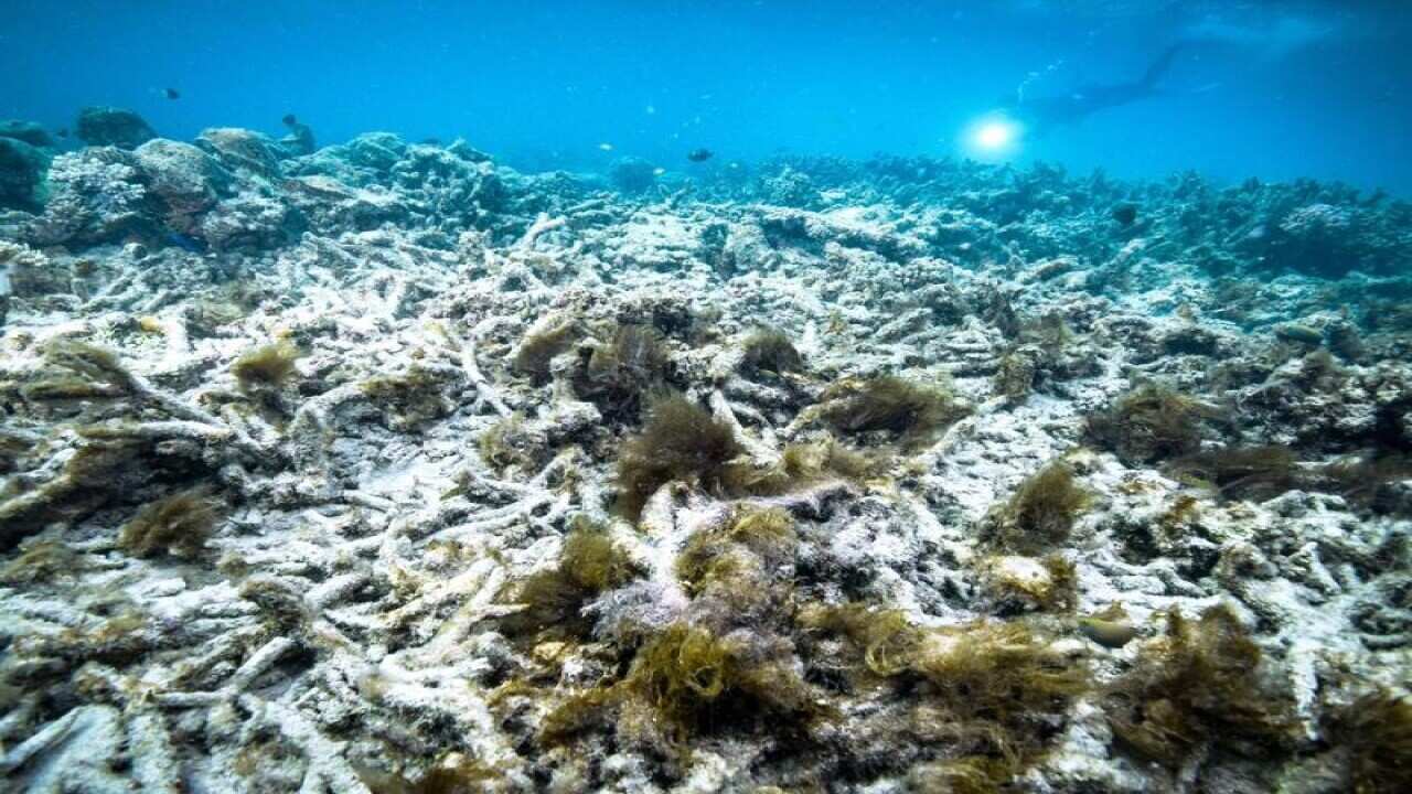 Great Barrier Reef