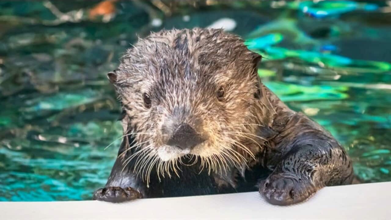 A sea otter pup at the Monterey Bay Aquarium - April 2024 Reuters .jpg