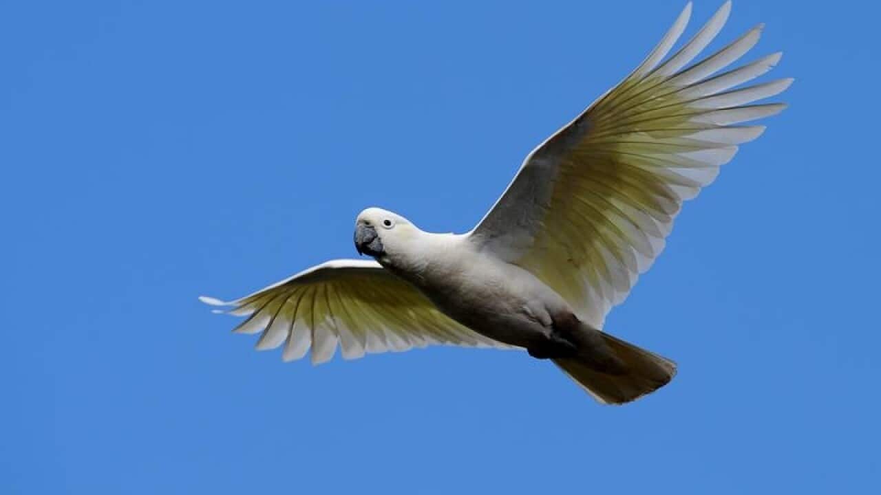 Sulphur-crested cockatoo in flight