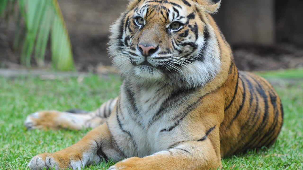 A Sumatran tiger from Australia Zoo in Queensland