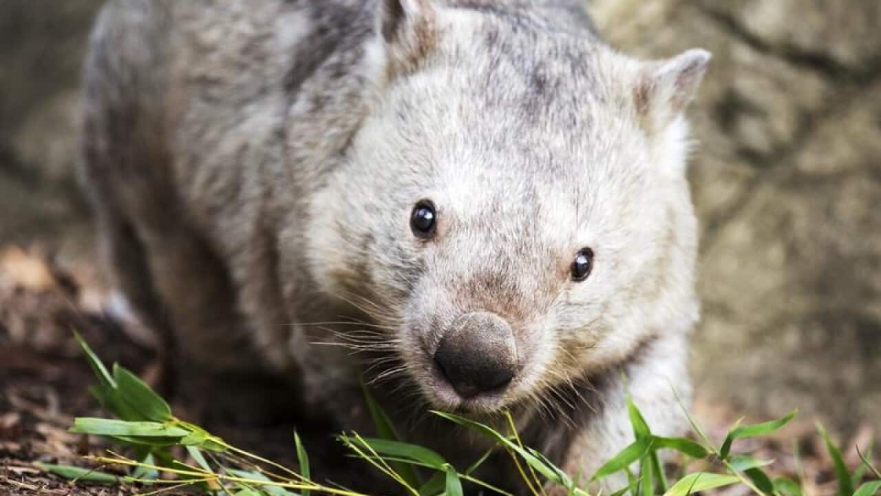 Winnie the wombat at the National Zoo and Aquarium in Canberra