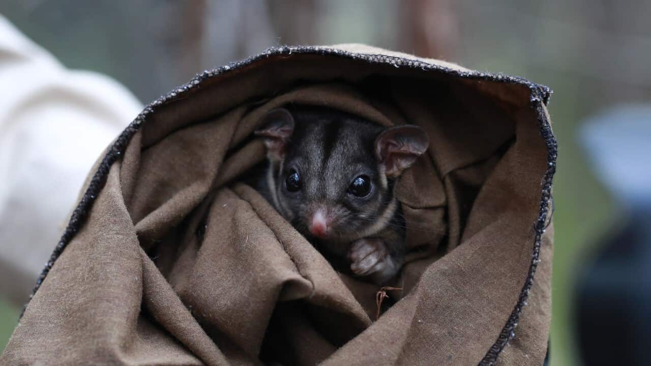 LEADBEATERS POSSUM VICTORIA