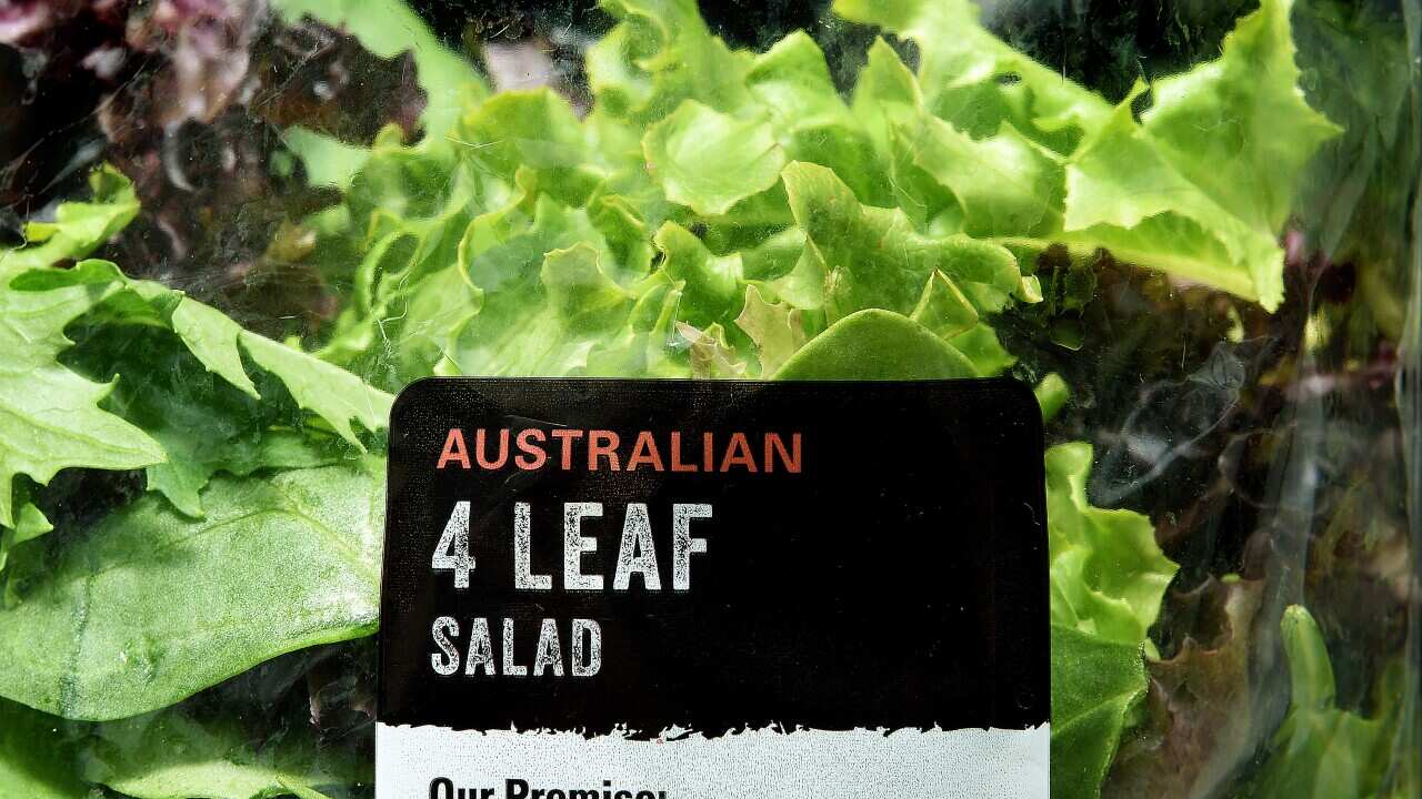 Lettuce linked to 128 salmonella cases SBS News