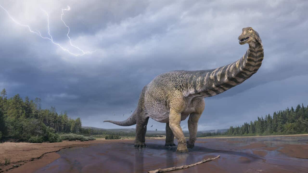 A supplied undated artists' impression shows the Australotitan cooperensis, or the southern titan, dinosaur.