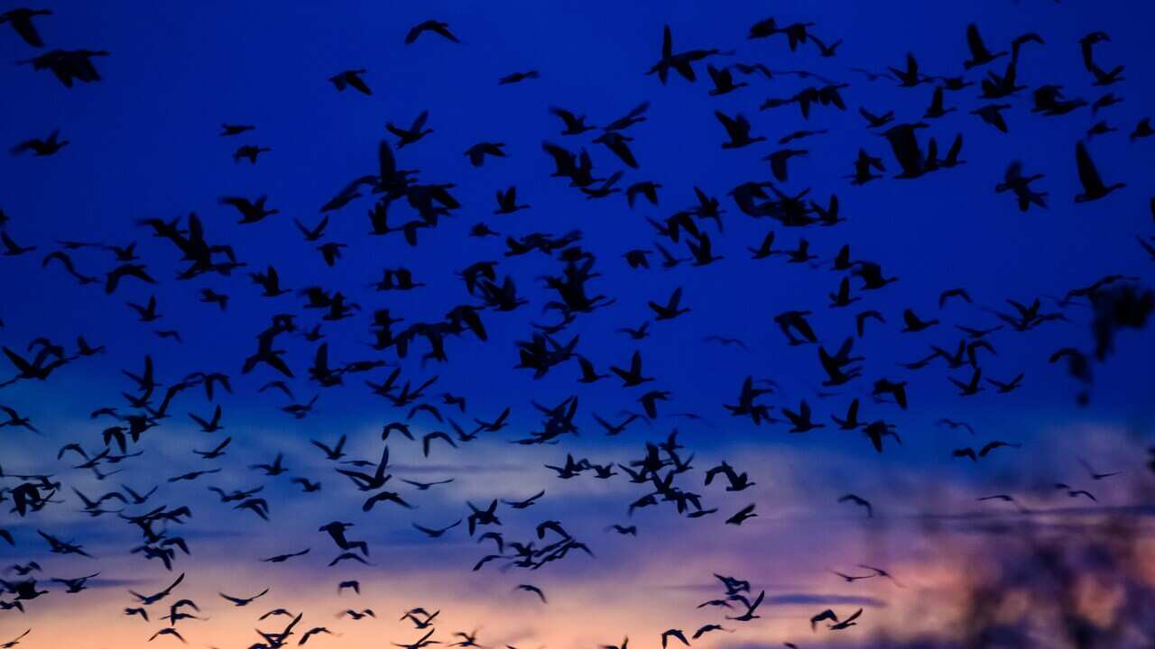 Bird migration in Germany