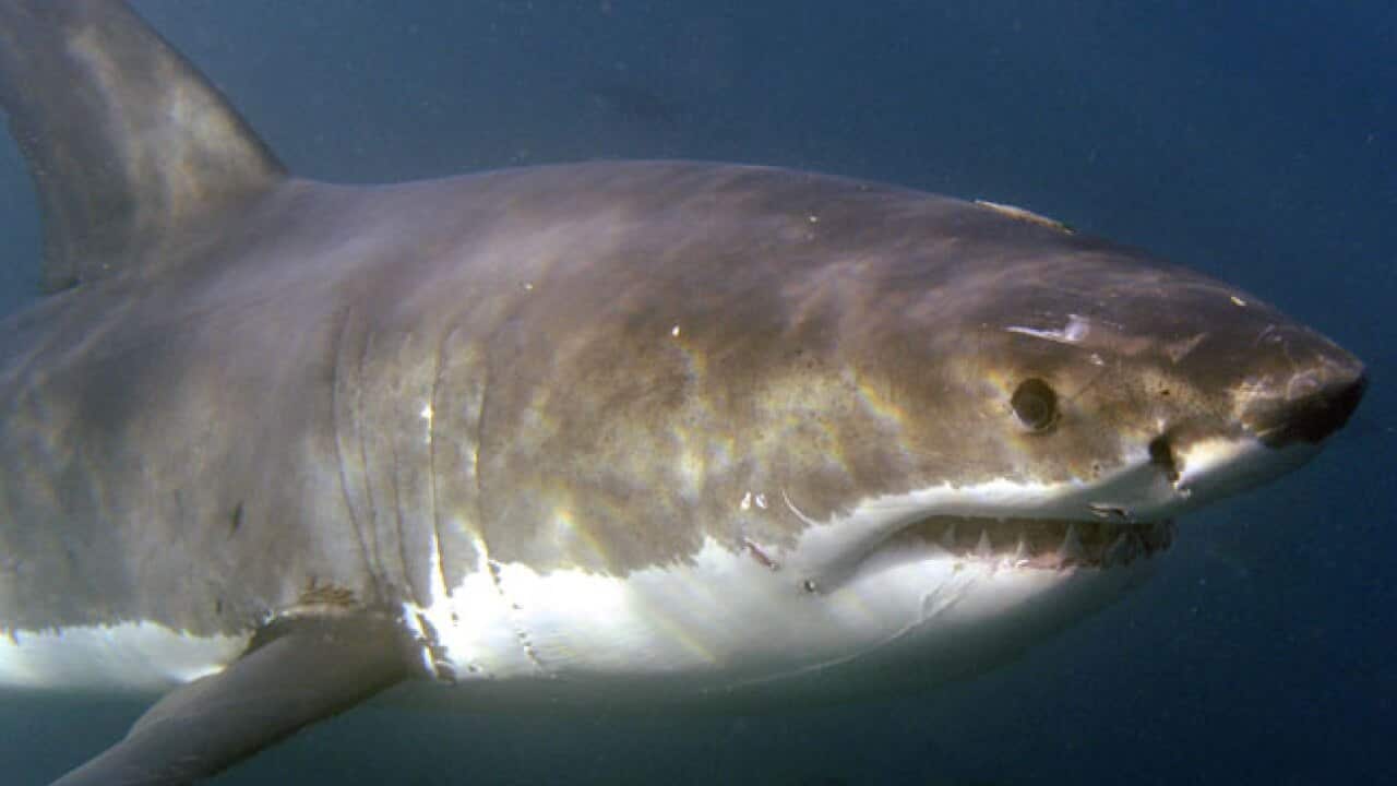 great-white-shark_B_Getty_655485357