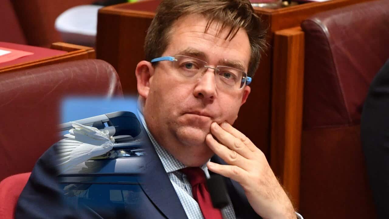 LNP Senator James McGrath has been accused of bragging about the death of a cockatoo after he posted a photo of the animal caught in his roof rack.