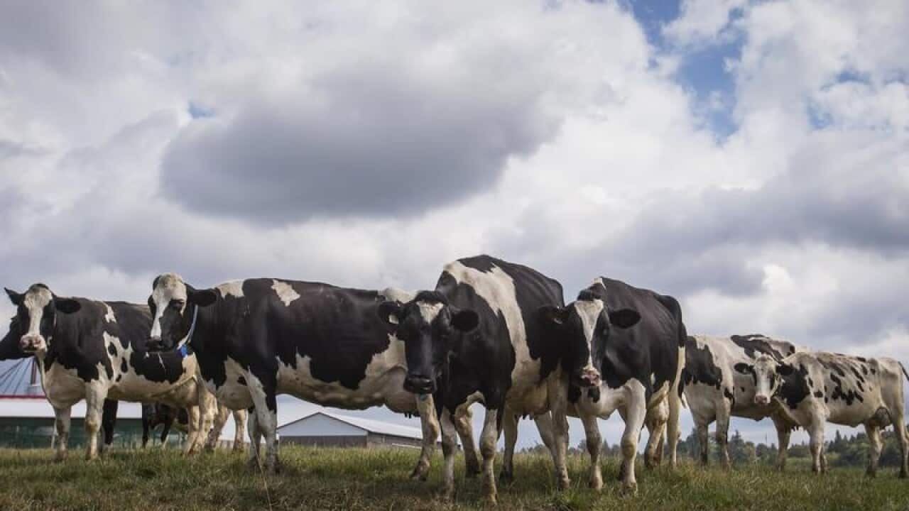 Dairy cows stand in a pasture at Nicomekl Farms, in Surrey