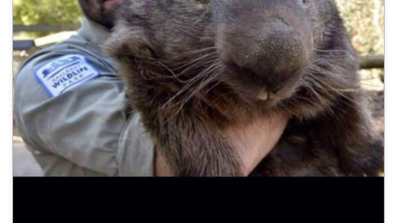Patrick the Wombat's Tinder profile. Patrick, 30, is the world's oldest wombat, and lives at Ballarat Wildlife Park. (AAP Image/Ballarat Regional Tourism) 