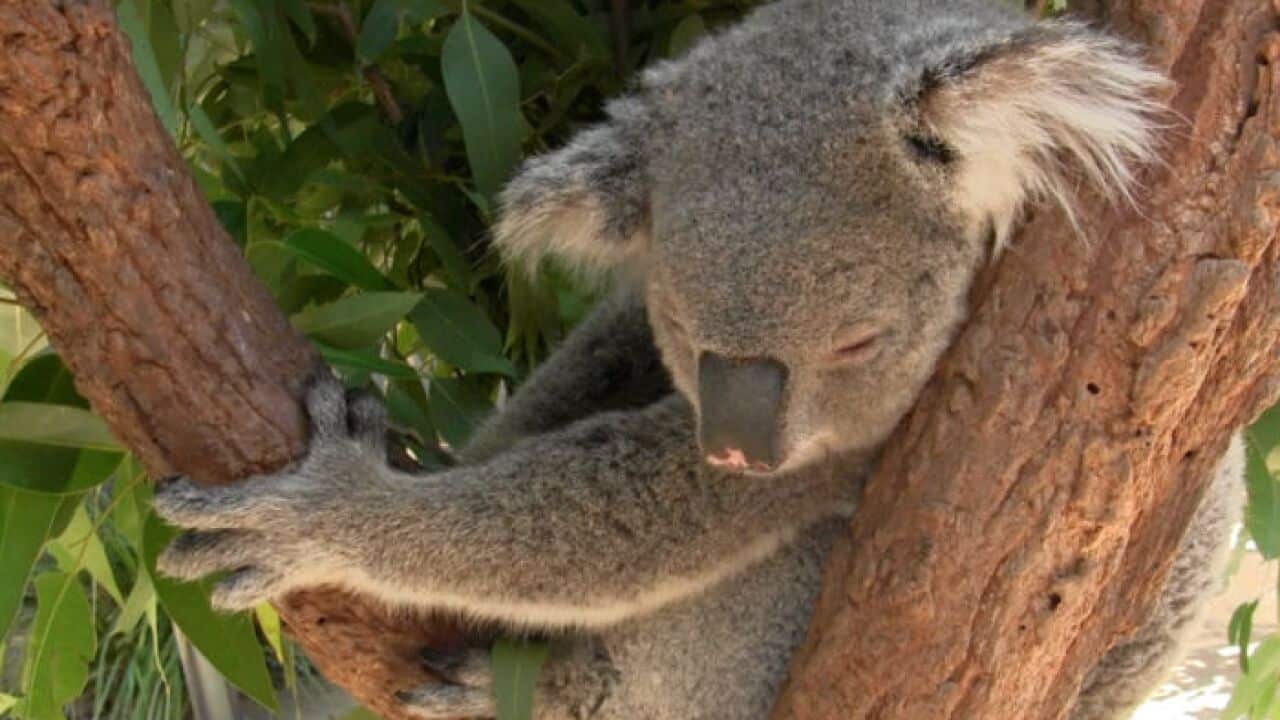 Datos interesantes sobre los koalas