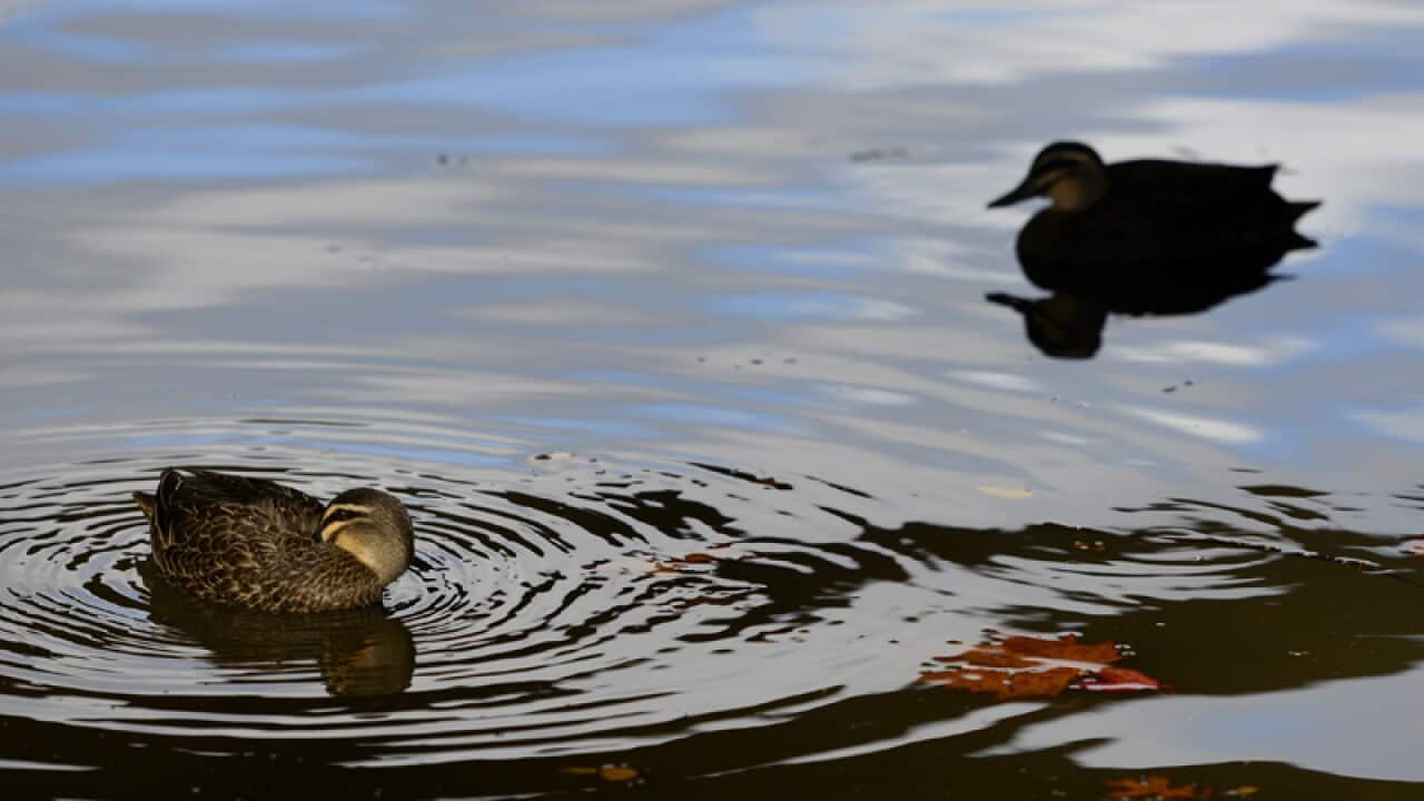 Ducks in the sunshine on the Yarra River
