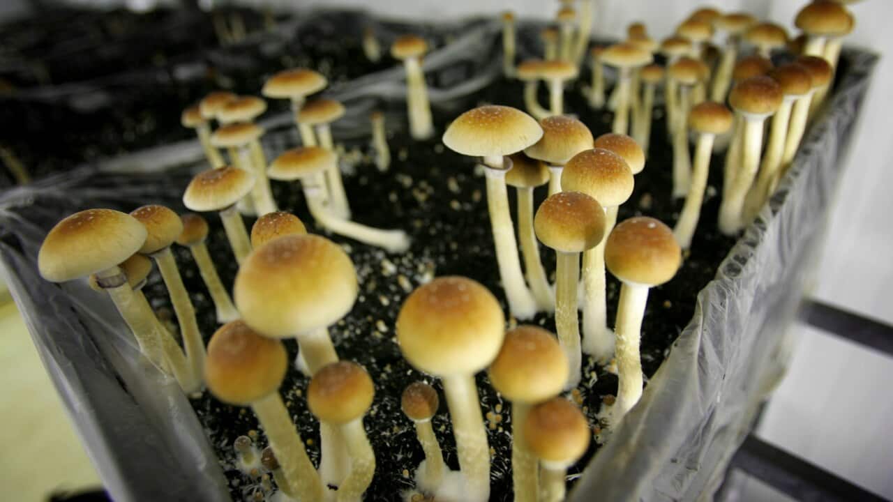 Thirty patients at a Melbourne hospital will be given psilocybin, the main ingredient in 'magic mushrooms', to help treat end-of-life anxiety.