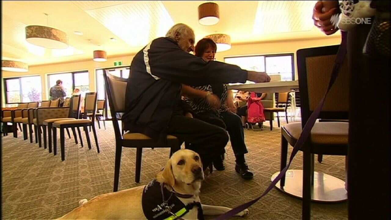 dementia dog