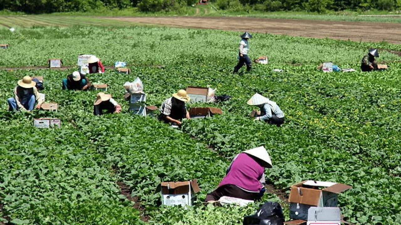 Farm workers