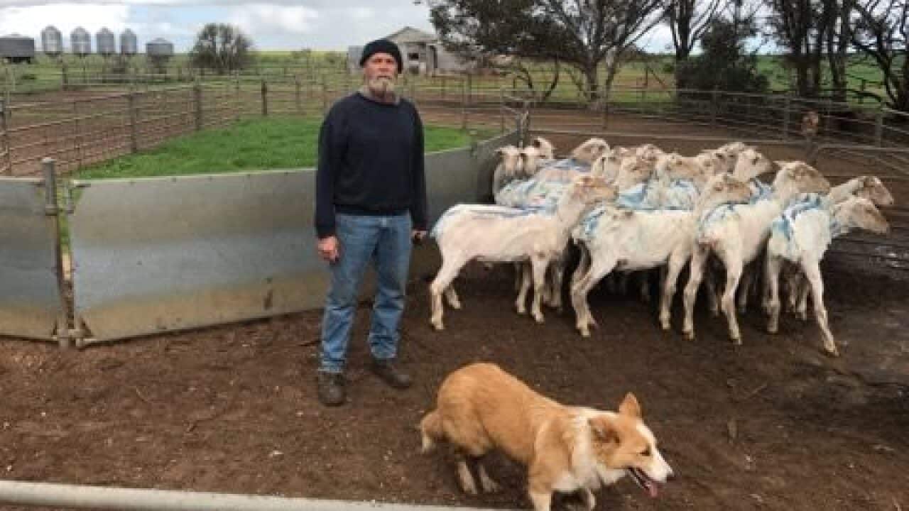 Sheep farmer Noel Siviour 