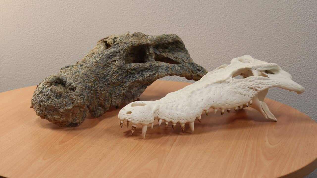 Prähistorisches Krokodil Australien
