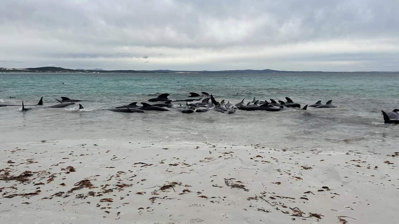WA WHALE STRANDING
