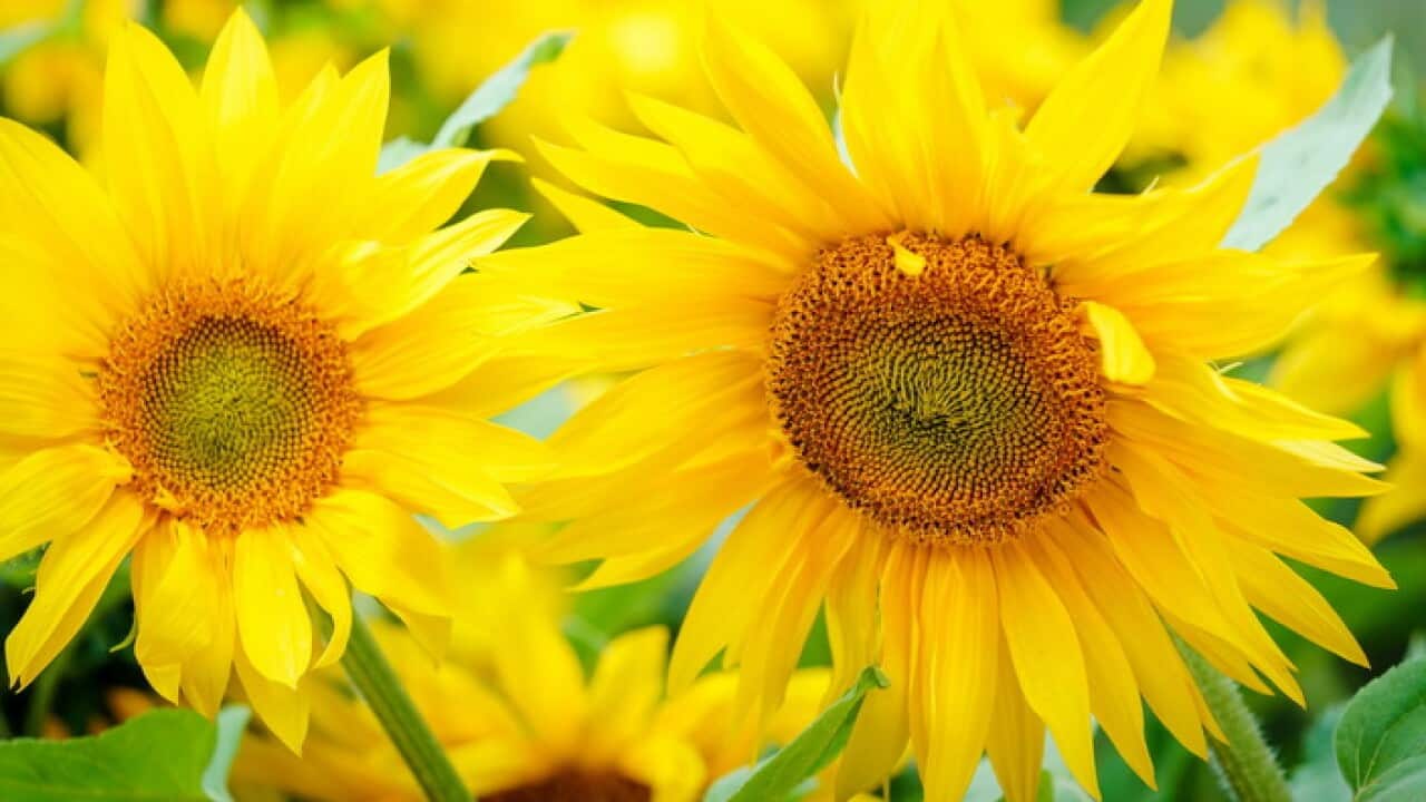 Sunflowers at the MH17 National Monument in Vijfhuizen, The Netherlands (AAP)