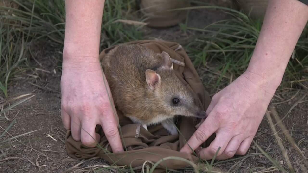 One of the captive-bred bandicoots released at Mt Rothwell