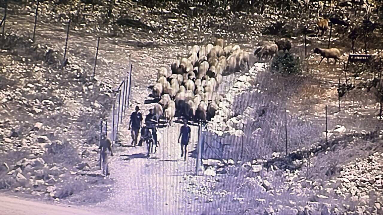 Grainy CCTV footage of men entering a farm with a flock of sheep behind them.