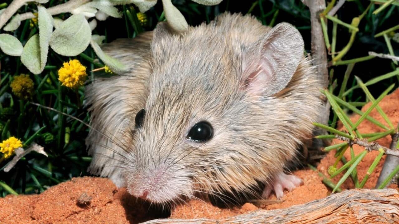 gould maus mouse wildlife