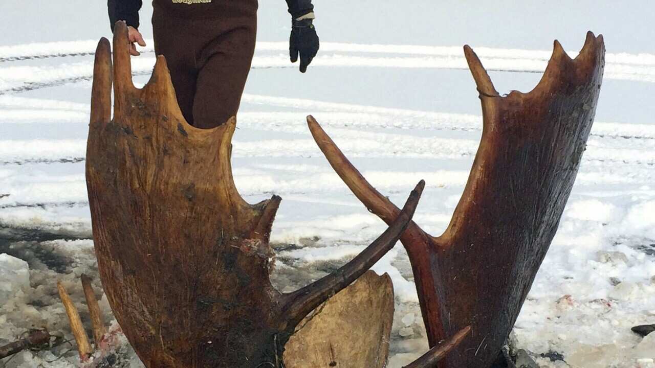 In this Nov. 12, 2016 photo, provided by Jeff Erickson, shows two moose frozen mid-fight and encased in ice near the remote village of Unalakleet, Alaska.