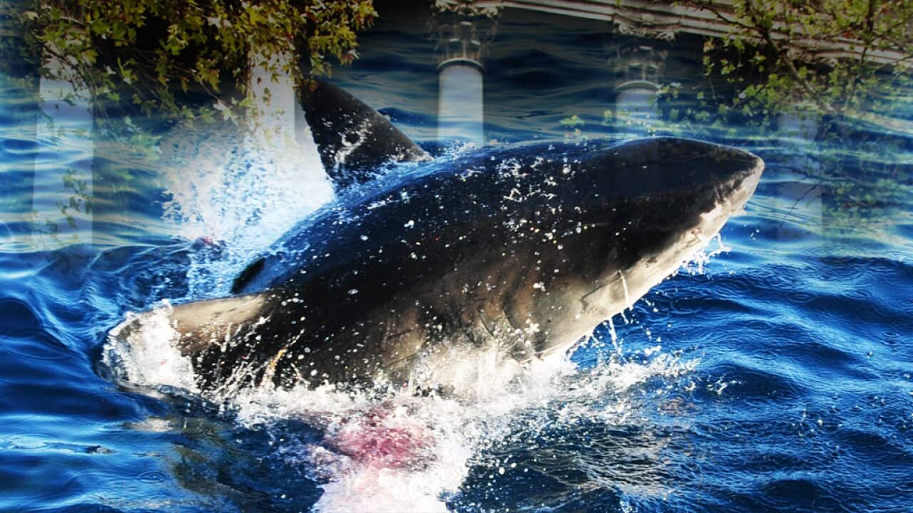 Shark culling or conservation? SA Bill to roll back protected areas