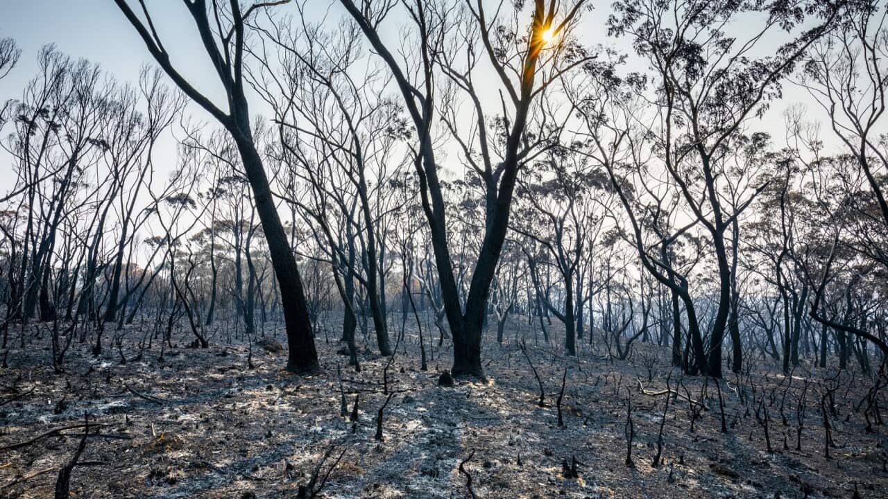 Burnt landscape with charred trees, ash and setting sun, forest fire, bushfire in Australia