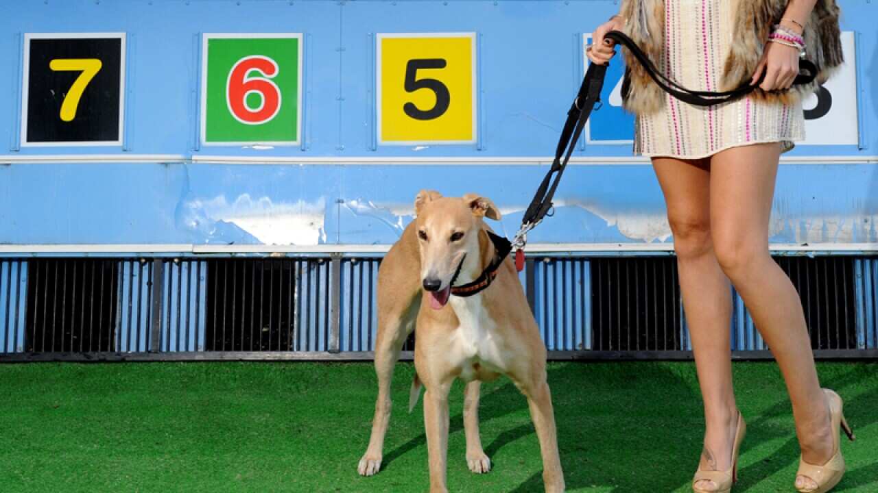 A greyhound at a racing track in Sydney