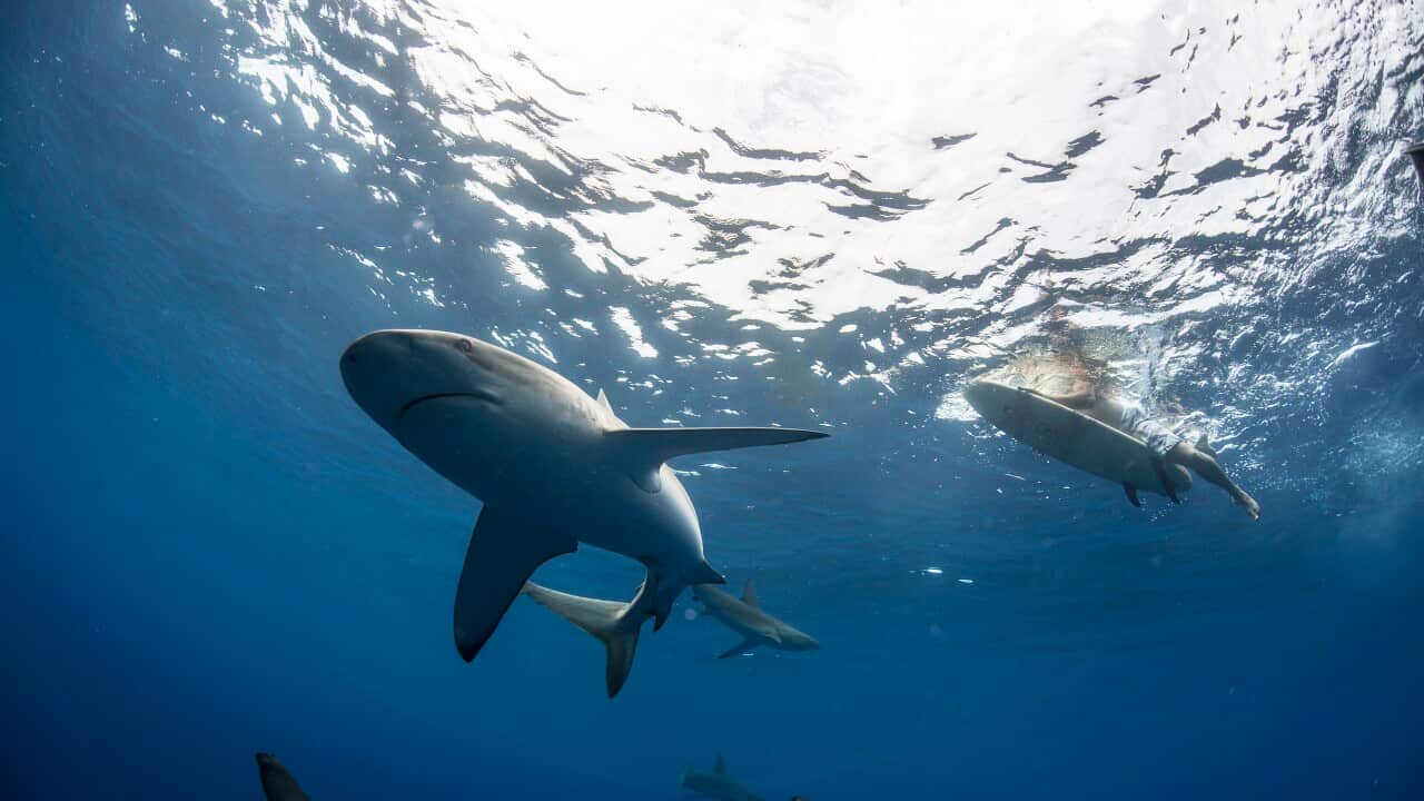 Low angle underwater view of surfer on surfboard with sharks, Colima, Mexico