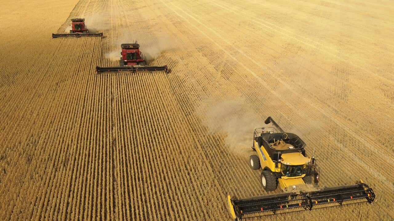 Multiple headers harvest grain from huge paddocks